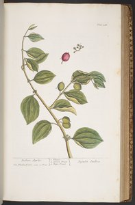 Tavola 388, da 