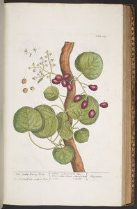 Tavola 389, da 