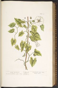 Tavola 38, Grande Vilucchio, da 