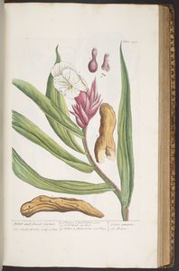 Tavola 394, da 