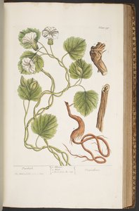 Tavola 397, da 