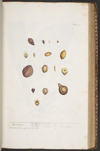 Tavola 401, da 