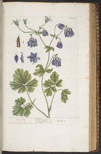 Tavola 409, da 