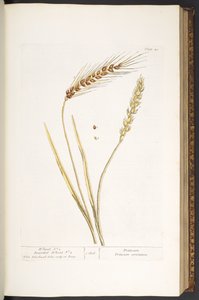 Tavola 40, Grano e Grano Barbutto, da 