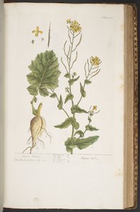 Tavola 410, da 