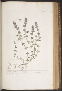 Tavola 418, da 