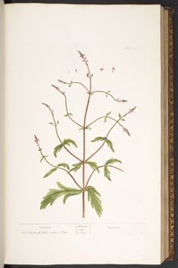 Tavola 41, Verbena, da 