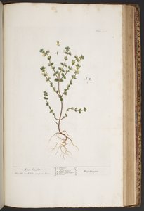 Tavola 427, da 