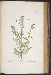 Tavola 440, da 