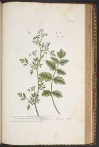 Tavola 442, da 