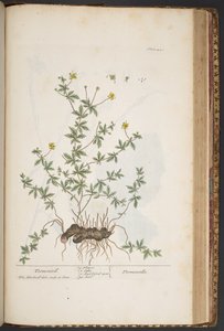 Tavola 445, da 