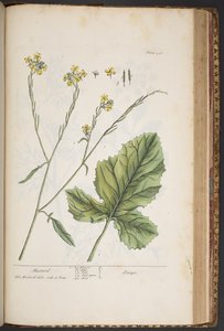 Tavola 446, da 