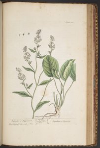 Tavola 448, da 