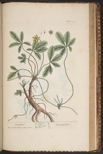 Tavola 454, Cinquefoglia, da 