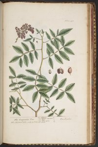Tavola 478, da 