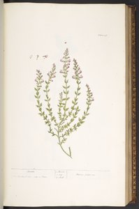 Tavola 47, Marum, da 
