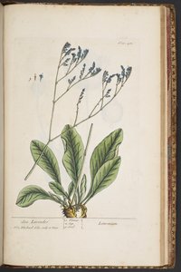 Tavola 481, da 