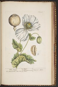 Tavola 483, da 