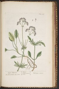 Tavola 484, da 