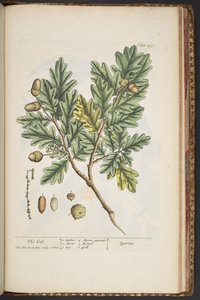 Tavola 487, da 