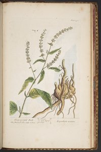 Tavola 491, da 