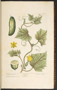 Tavola 4, Cetriolo da giardino, da 