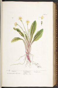 Tavola 52, Primula, da 