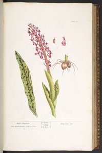 Tavola 53, Satyrion maschio, da 