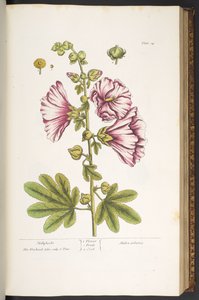 Tavola 54, Malvarosa, da 