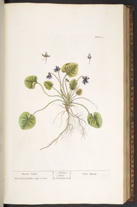 Tavola 55, Violetta di marzo, da 