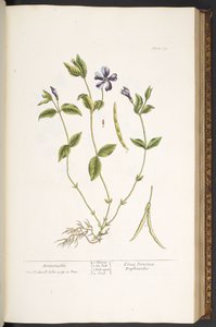 Tavola 59, Pervinca, da 