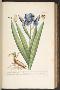 Tavola 69, Fiore di Giardino-de-Luce, da 