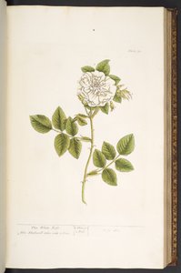 Tavola 73, da 