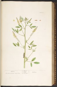 Tavola 80, da 