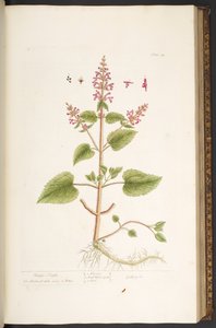 Tavola 84, da 