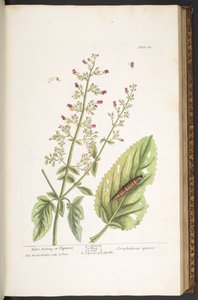 Tavola 86, da 