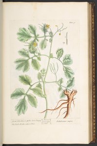 Tavola 91, Celidonia maggiore o Papavero giallo, da 