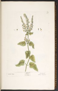 Tavola 9, Salvia dei boschi, da 