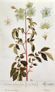 Fiori di patata, tavola da 