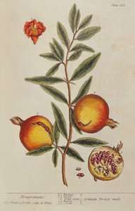 Punica granatum, da Un
