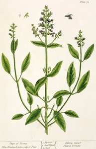 Salviam da 