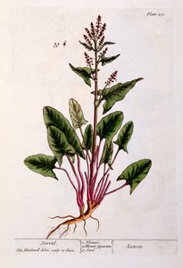 Acetosa, tavola 230 da 