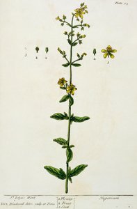 Erba di San Giovanni, tavola 15 da 