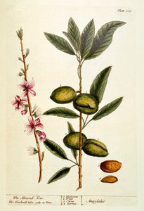 Il mandorlo, tavola 105 da 