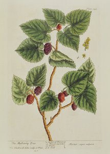 Il gelso, tavola 126 da 
