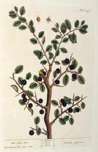 Il prugnolo, tavola 494 da 