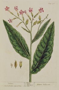 Tabacco, tavola 146 da 