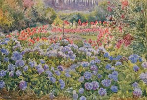 Ortensie blu e canne rosa, Alphen, Wynberg (litografia a colori)
