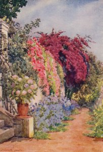 Bougainvillea e rose, Welgelegen, Rosebank (litografia a colori)