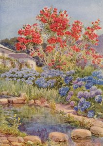 Ortensie sull